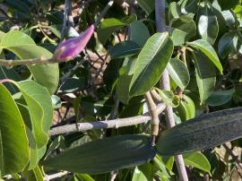 Rubber vine flower bud and seed pod.