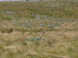 An infestation of artichoke thistles. The grey-green leaves stand out amongst the grasses.