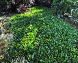 Water poppy smothering a waterway.