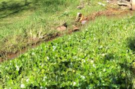 Water poppy outcompetes other water plants. 