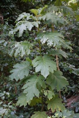 Giant devil's fig is an upright shrub with leaves up to 30 cm long.