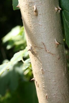 Older giant devil's fig plants have grey trunks with curved thorns.