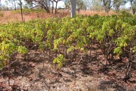 Bellyache bush is an upright woody shrub.