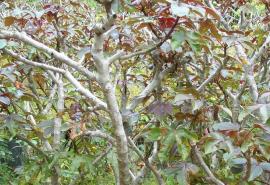 Bellyache bush stems & branches