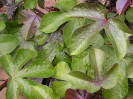 Bellyache bush leaves are green, red, purple or bronze and divided into 3 or 5 lobes.