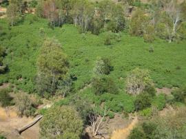 An aerial view of a very dense infestation of bellyache bush in the Northern Territory. 