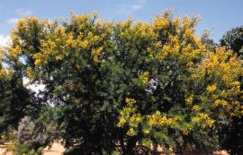 The yellow flowers of karroo thorn are prominent during summer.