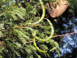 Curved sickle-shaped seed pods are a distinctive feature of Karroo thorn.