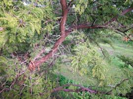 Karroo thorn is considered a weed in much of South Africa because it invades grasslands & rangelands