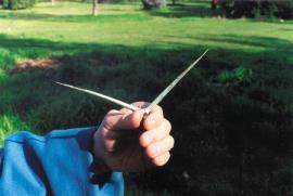 Large thorns up to 250 mm protect the leaves from browsing animals.