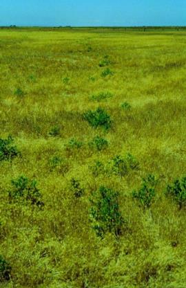 Kochia grow from seed dispersed by the tumble weed habit of mature plants.