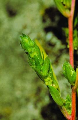 Kochia growing tips.