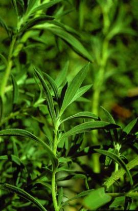 Kochia leaves are flat, alternate and 50 mm long.