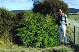 Kochia plants can grow to 150 cm tall.