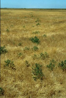 Kochia grow from seed dispersed by the tumble weed habit of mature plants.
