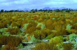 Kochia plants turn yellow-brown as they mature.
