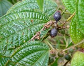 Koster’s curse fruit.