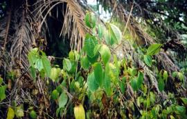 Koster’s curse can smother the understorey of rainforests.