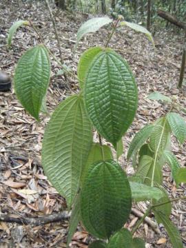 Koster’s curse plants can grow to around 2 m high.
