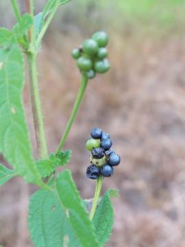 Lantana fruit turns from green to dark purple as it ripens