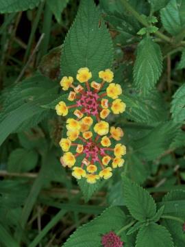 Yellow hybrid lantana flowers and spearhead shaped dark green leaves