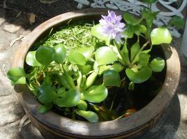 Illegal ornamental use of water hyacinth contributes to its spread.
