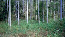 Lantana invading a coastal eucalypt plantation