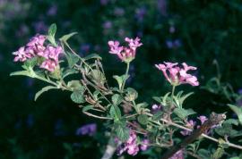 Creeping lantana leaves are in opposite pairs along the stem.