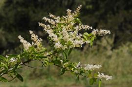 Narrow-leaf privet flowers. 