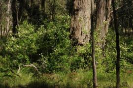 Privet seedlings often germinate in clusters under trees. 