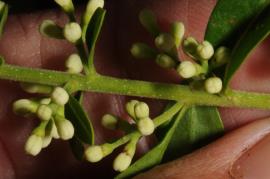 European privet flower buds growing from a green stem with lenticels.