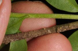 Lenticels growing on a woody European privet stem.