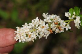 European privet, has small white or cream flowers.