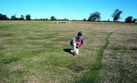 Lippia can easily become dominant in overgrazed, unmanaged pastures. 
