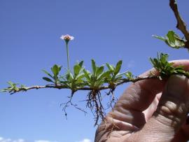 Lippia has the ability to root at nodes along the stems. 