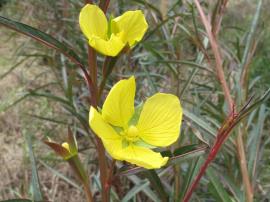 Long leaf willow primrose flowers usually have 4 yellow petals.