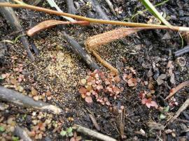 Long leaf willow primrose seedlings with 2 to 4 reddish leaves.