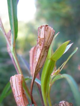 Fruit are oblong shaped with 4 sides. Mature fruit is pinkish brown and the green fruit has sepals still attached.