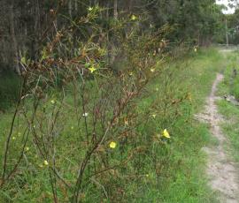 Long-leaf willow primrose is an upright shrub up to 3 m tall that grows in wet areas and in water.