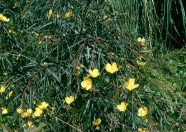 Long leaf willow primrose has red stems, thin leaves and bright yellow flowers.