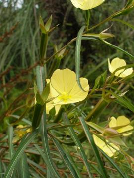 Yellow flowers and immature green fruit.