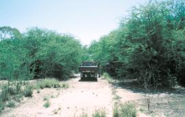 Mesquite can form impenetrable thickets.