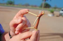 Mesquite has long, sharp spines.
