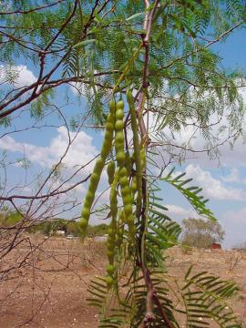 Mesquite seed pods are green when young.