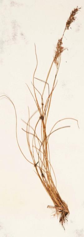 Uruguayan rice grass