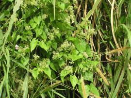 Mikania vine leaves and flowers.