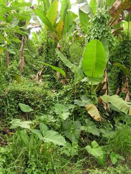 Mikania vine smothering banana trees.