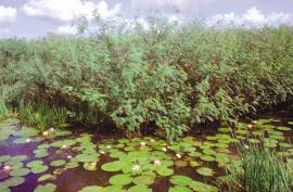 Mimosa invading wetlands.