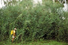 Mimosa forms dense thickets up to 6 m tall.