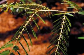Mimosa is called giant sensitive plant, as its leaves constrict when touched.